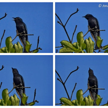 Square-tailed Drongo-Cuckoo – calls