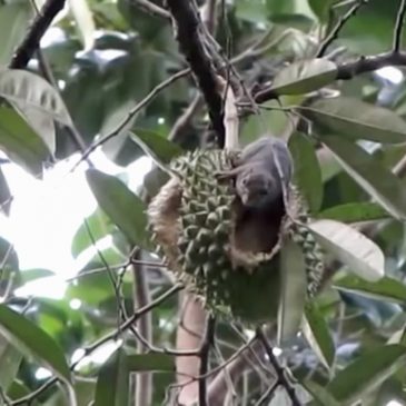 Durians, a squirrel and a monkey