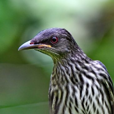 Asian Glossy Starling – juveniles and immature