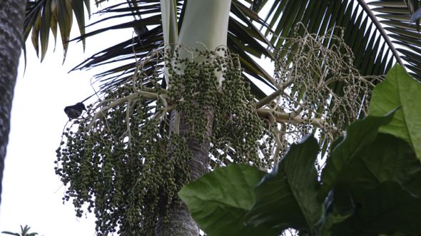 Asian Glossy Starlings eating Alexandra Palm fruits