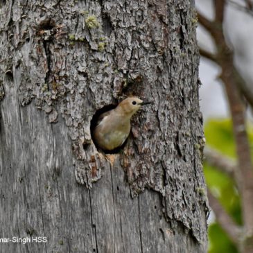 Chestnut-cheeked Starling – nesting site