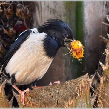 Rosy Starling swallowing Oil Palm fruit