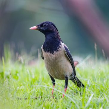Rosy Starling and its head feathers