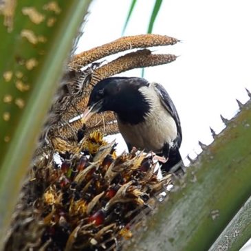 Rosy Starling eating Oil Palm fruits and calls