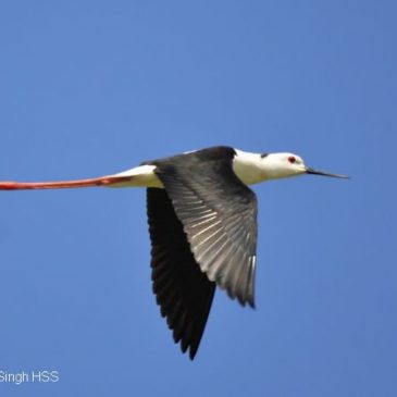 Black-winged Stilt – feeding, flight and call