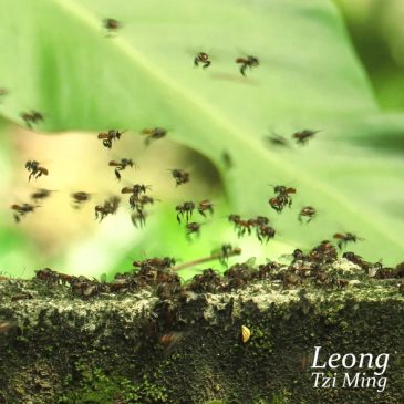 SWARMING OF STINGLESS BEES