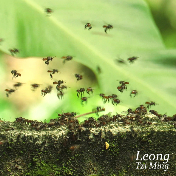 Stingless Bees