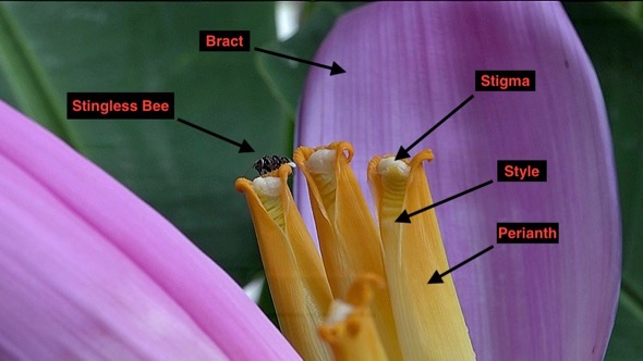 Female flowers with parts labelled (Photo credit: YC Wee)