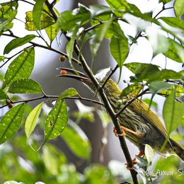 Frugivory by the Streaked Spiderhunter