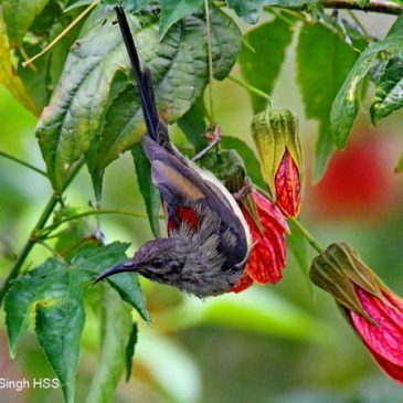 Black-throated Sunbird – immature male