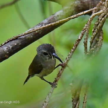 Black-throated Sunbird – female eating flowers