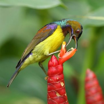 Brown-throated Sunbird and Costus spicatus flowers