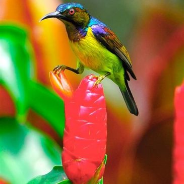 Brown-throated Sunbird dealing with Costus spicatus flower