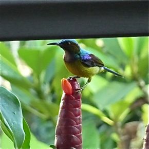 Brown-throated Sunbird taking nectar from a ginger flower