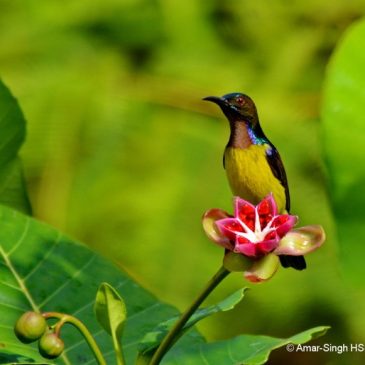 Brown-throated Sunbird – fruit feeding