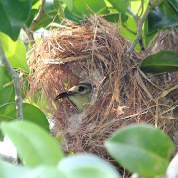 Nest of the Brown-throated Sunbird