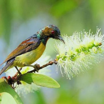 Brown-throated Sunbird takes nectar from Melaleuca cajuputi