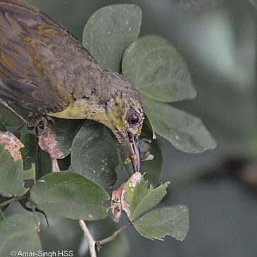 Brown-throated Sunbird – female collecting caterpillars for young