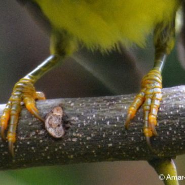 Brown-throated Sunbird – juvenile feet