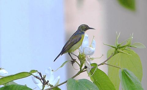 Brown-throated Sunbird sipping nectar