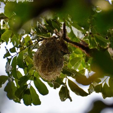 Brown-throated Sunbird – nesting