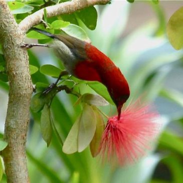 Crimson Sunbird’s contact call and nectar feed
