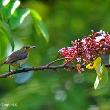 Sunbirds enjoying nectar at Starfruit Trees