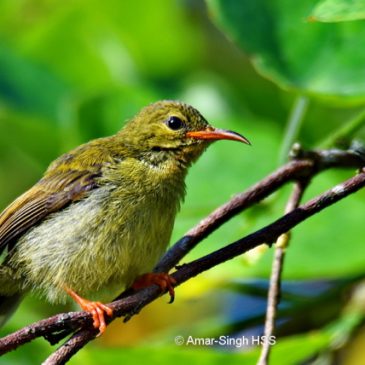 Crimson Sunbird – juvenile male feeding on Malayan Mistletoe