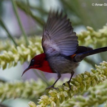 Crimson Sunbird: Plumage and new food source
