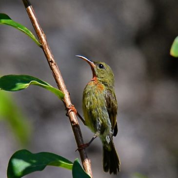 Crimson Sunbird – juveniles assuming adult male plumage