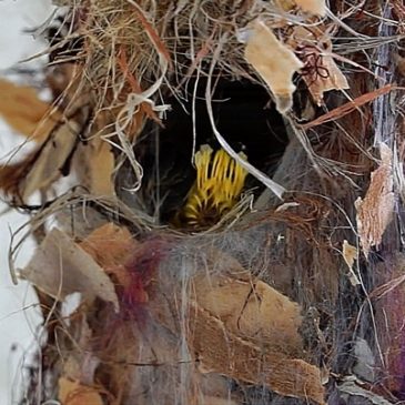 Olive-backed Sunbird feeding chicks and removing faecal sac