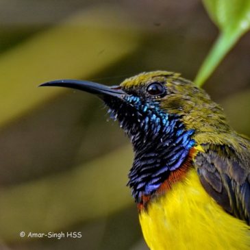 Olive-backed Sunbird – morphological aspects