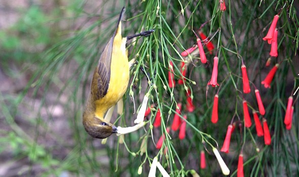Sunbird probing 78 flowers in 5 minutes for nectar