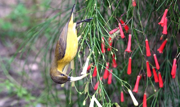 sunbird nectar from flowers