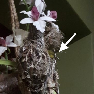 What happened to the sunbird’s chick?