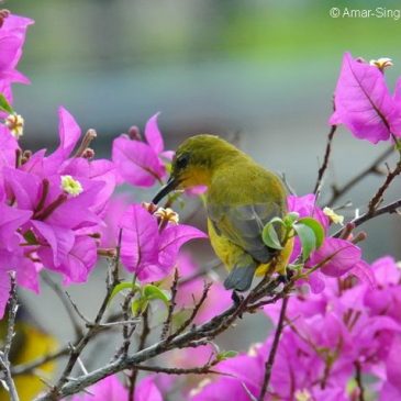 Olive-backed Sunbird – nectar from Bougainvillea