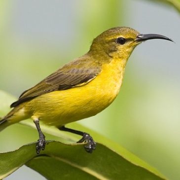 Olive-backed Sunbird nesting: 1. Judy Raft’s experience…