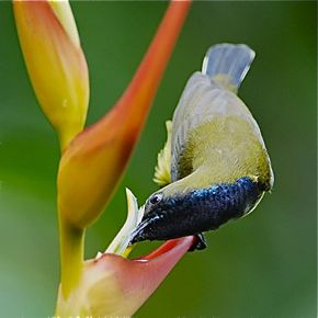 Olive-backed Sunbird taking nectar from heliconia flower