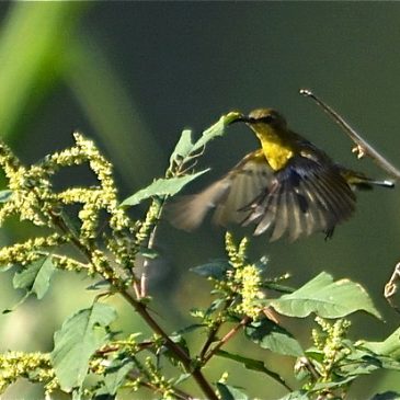 Olive-backed Sunbird hovering