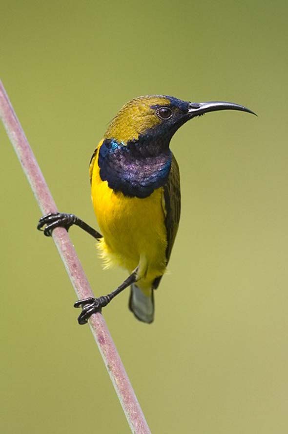 Male Olive-backed Sunbird (Photo credit: Dr Eric Tan)