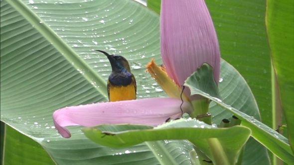 Male Olive-backed Sunbird stealing nectar from Musa ornata flower
