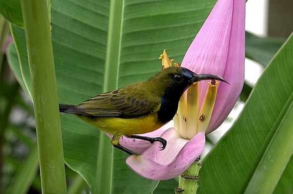 Male Olive-backed Sunbird with pierced male flowers of Ornamental Banana