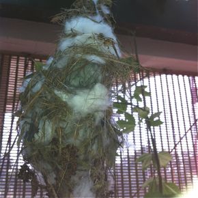 Judy Quah’s sunbirds return to nest yet again (6th and 7th nesting)
