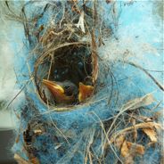 Olive-backed Sunbird’s blue nest: Continuing saga