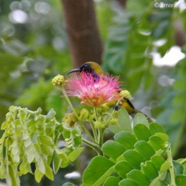 Olive-backed Sunbird – nectar of the Rain Tree