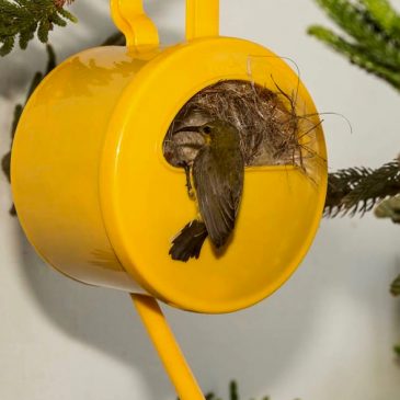 Olive-backed Sunbird nesting in a watering pot
