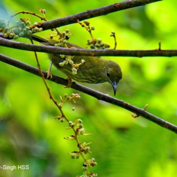 Purple-naped Sunbird – Frugivory (Blue Mahang)