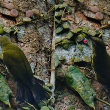 Purple-naped Sunbird – nectar feeding