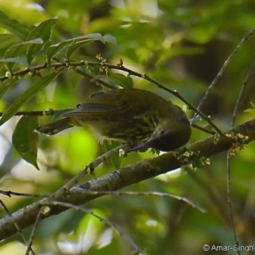 Purple-naped Sunbird– nectar feeding behaviour