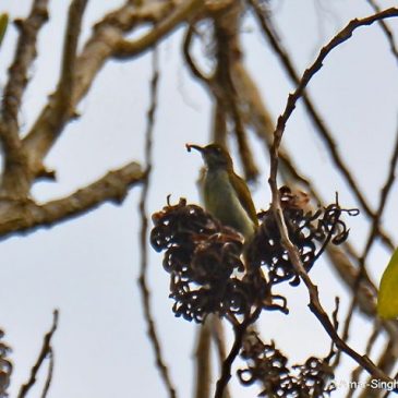 Plain Sunbird feeding on Acacia mangium arils/seeds
